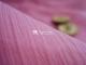 50D Chiffon yauyo