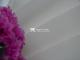 100D*150D Chiffon yauyo