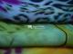 75D Chiffon
